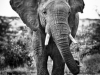 Foto: Frank af Petersens, The Poaching Wars.