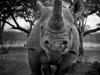 Foto: Frank af Petersens, The Poaching Wars.